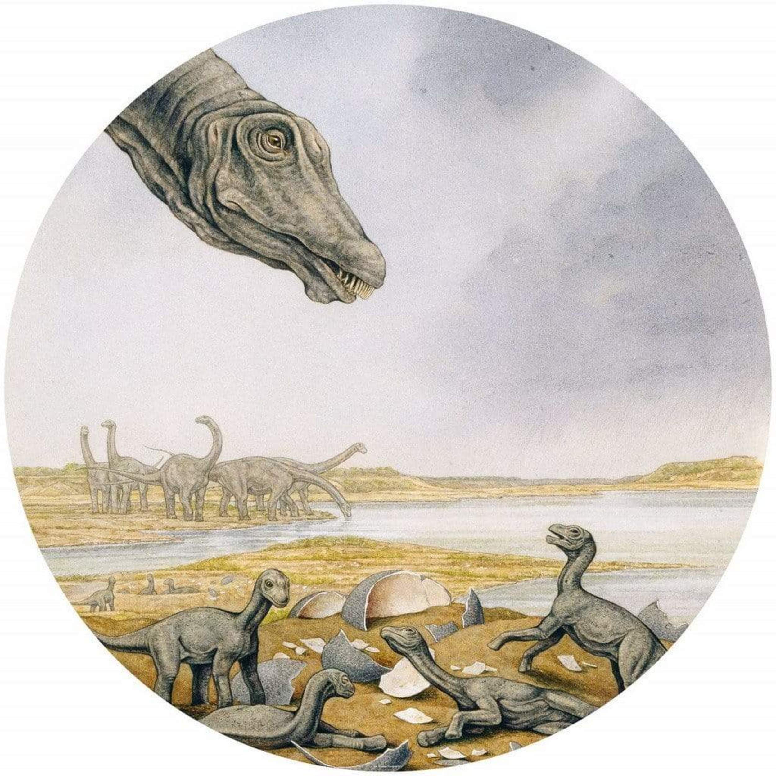 Fotobehang - Young Titanosaurs 125x125cm - Rond - Vliesbehang - Zelfklevend Top Merken Winkel